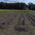 Typical LPP drainfield awaiting inspection.