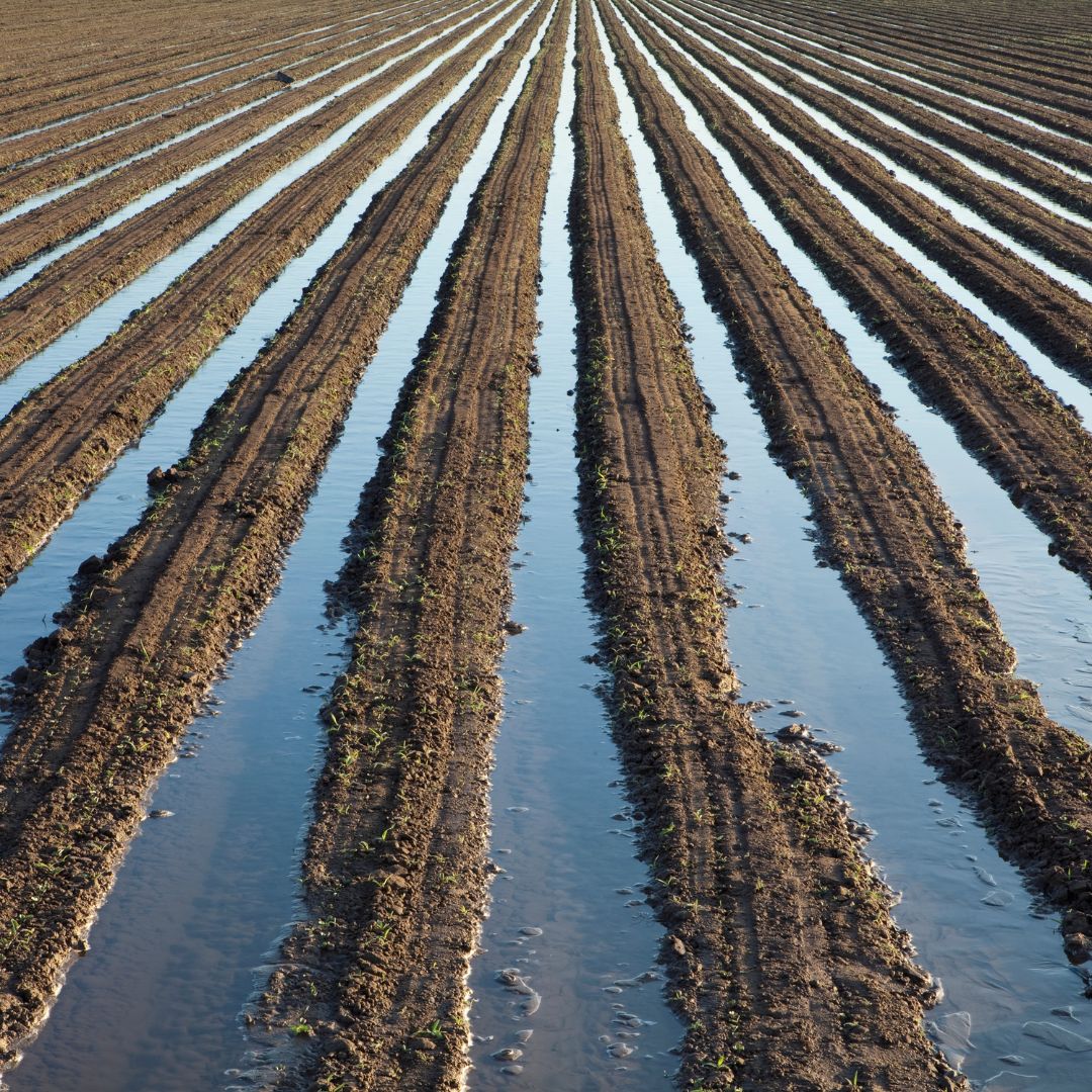 Irrigation for crops